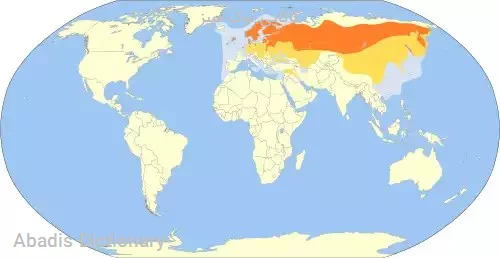 کاکایی نوک سبز